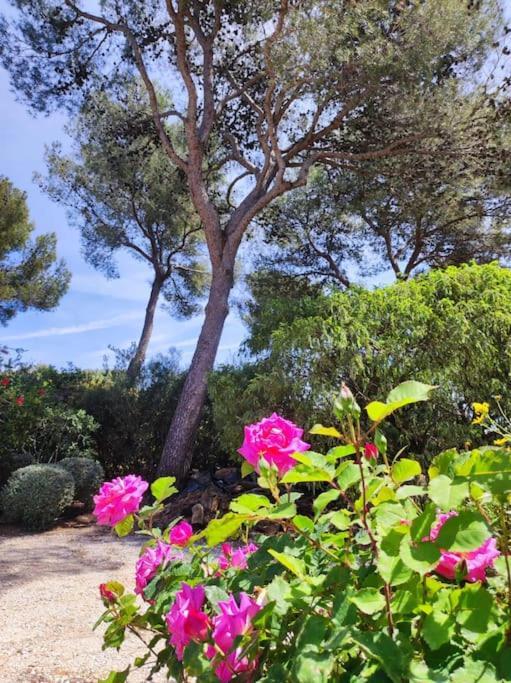 Villa La Californienne à Carqueiranne Extérieur photo